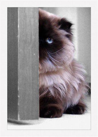 cat.jpg - 26.80 Kb